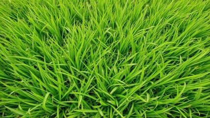 Vibrant and lush green grass field background with a refreshing natural texture, ideal for nature themed designs and concepts, refreshing, design