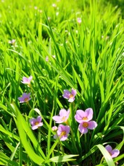 Fototapeta premium Vibrant green grass in full bloom on a sunny spring day, landscape, summer