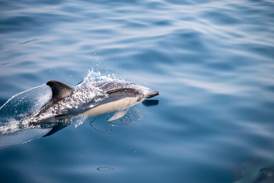 Delfine in der freien Natur