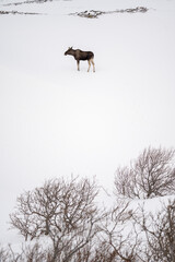 A wild elk in a snowy mountain valley on a winter day, Varanger Peninsula, Northern Norway