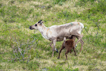 Fototapeta premium A cute reindeer calf and it's mother on a summer day. Finnish Lapland
