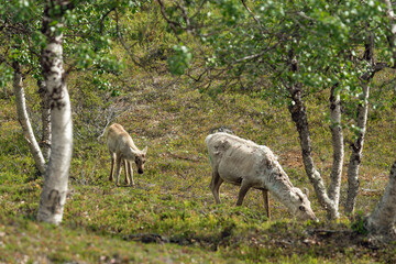 A cute reindeer calf  and it's mother grazing between fell birches on a summer day. Finnish Lapland