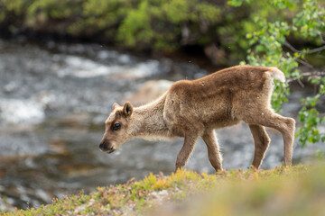 A cute reindeer calf  standing by a small river on a sunny summer day. Finnish Lapland