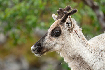 A portrait of a reindeer. Utsjoki, Finland