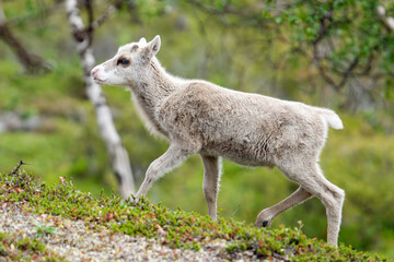 A cute reindeer calf  walking up a hill on a summer day. Finnish Lapland © Esa Ylisuvanto