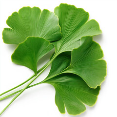 Obraz premium Ginko Leaf Isolated