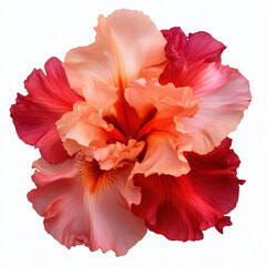 Iris Flower Isolated