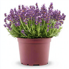 Fototapeta premium Lavender Plant Isolated