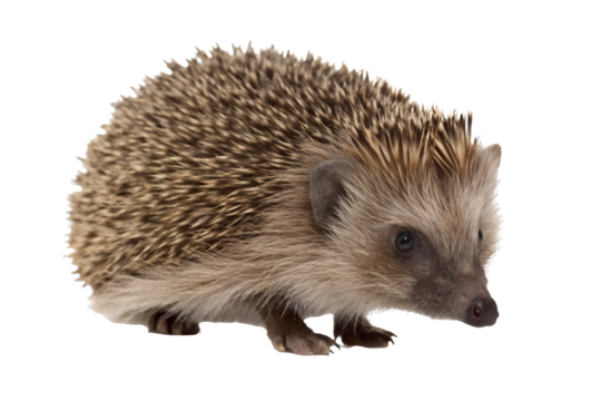 Close-up of a hedgehog isolated on transparent background