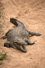 crocodile dans le Parc National Kruger, Afrique du Sud