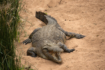 crocodile dans le Parc National Kruger, Afrique du Sud