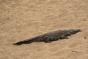 crocodile dans le Parc National Kruger, Afrique du Sud