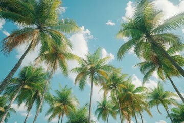 king coconut