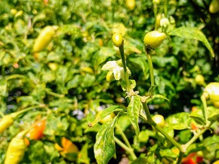 Green chili plants growing in the rice fields