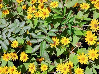 yellow flowers landscape in the garden