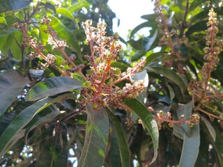 closeup of flowering apple mango flowers