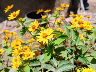 beautiful yellow flower in the park