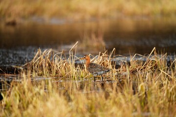 Веретенник