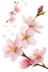 Yellow Mai Flower and Peach Blossom PNG with Transparent Background &ndash; Isolated Lunar New Year Flowers