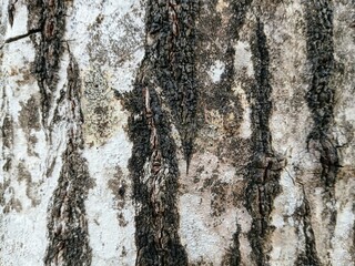 trunk texture Enterolobium cyclocarpum, commonly known as conacaste, guanacaste, caro caro, devil's ear tree, monkey-ear tree, or elephant-ear tree