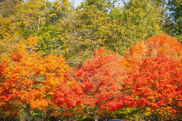 Fall colors