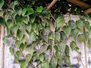 betel leaves live on bamboo walls