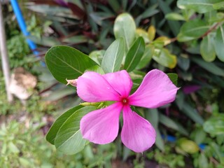 Catharanthus roseus, commonly known as bright eyes, Cape periwinkle, graveyard plant, Madagascar periwinkle, old maid, pink periwinkle, rose periwinkle