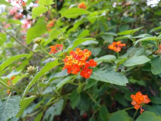 flower latana camara