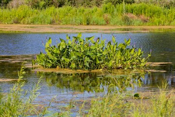 Pickerelweed, Pickerel Rush Water hyacint (Pontederia cordata). The pickerelweed    or pickerel weed, native amerivan flowers