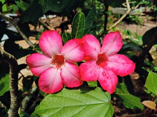 pink and white flower Adenium obesum or desert rose