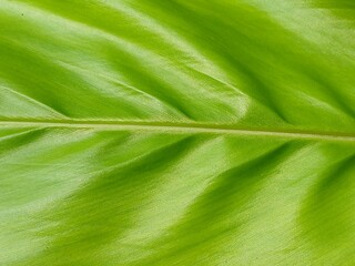 close up of green leaf curcuma zanthorrhiza texture landscape