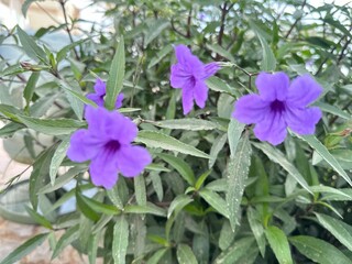 Ruellia Tuberosa flower is a wild plant. purple color flowers blooming in the park and sideroad.
