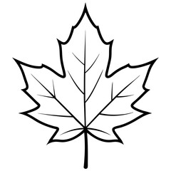 Maple leaf outline vector illustration white background