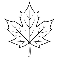 Maple leaf outline vector illustration white background