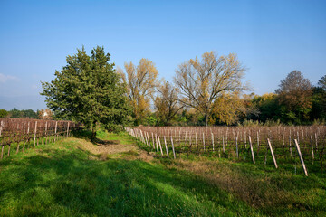 Fototapeta premium vigne
