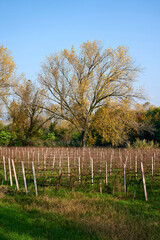 Fototapeta premium vigne