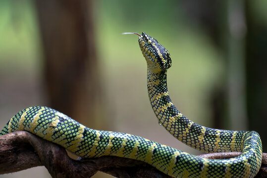 Temple pit viper in a tree branch