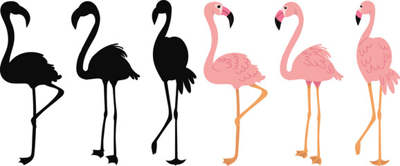 flamingo on white background silhouette, vector