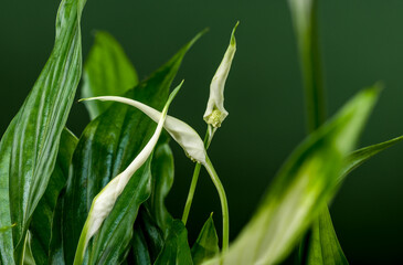 Peace Lily with Emerging Blooms on a green background