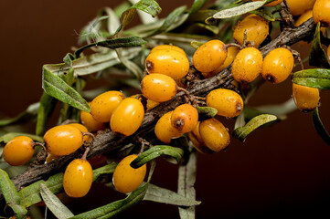 Sea Buckthorn Berries on Branch, brown background