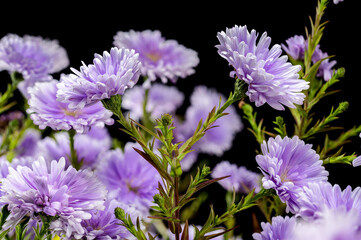 Lavender Asters on a black background