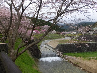 春の訪れ桜満開と川の流れる水の音（奈良県）日本