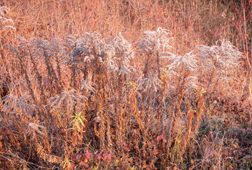 Canadian goldenrod is an invasive plant and often displaces native plant species from the landscape.