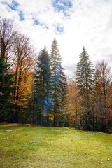 A green meadow in front of an autumn forest. tall spruces and yellow trees against the background of the sky with clouds.