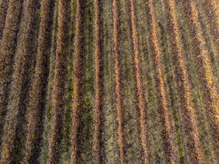Aerial view of vineyard rows showing an autumn pattern with colorful fall foliage. Castell'Arquato, PC, Italy