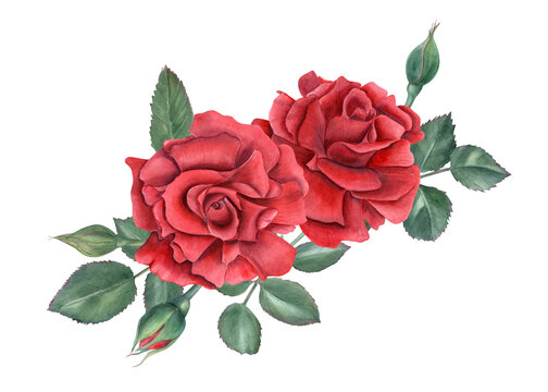 Garden dark red rose bouquet watercolor illustration. Blooming flowers, buds and green leaves painting in realistic style. for wedding greetings, for memory day cards, invitations