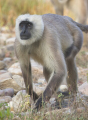 Northern Plains Grey Langur, also known as the Sacred Langur, Bengal Sacred Langur and Hanuman Langur (Semnopithecus entellus) on the ground in the Jim Corbett National Park, Uttarakhand, India.