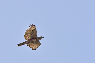 Oriental Honey Buzzard (Pernis ptilorhynchus), in flight, Uttarakhand, India.