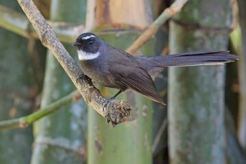 White-throated Fantail, (Rhipidura albicollis), perched in bamboo, Uttarakhand, India.
