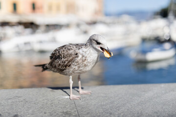 Large seabird on rocks with seaside town in background - socialized seagull